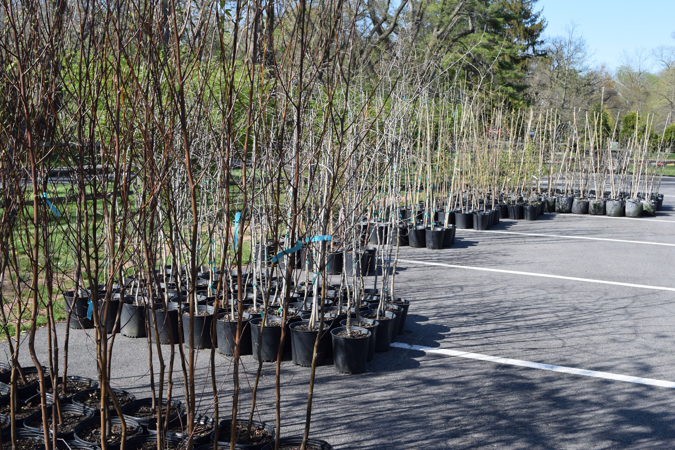 Annual Tree Give Away